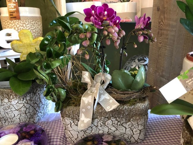 Compositions florales, bouquets et plantes en pots