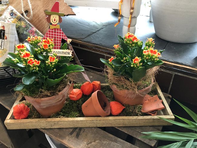 Compositions florales, bouquets et plantes en pots